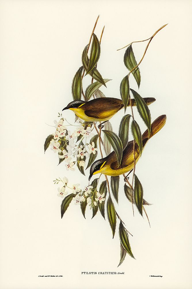 Wattle-cheeked Honey-eater-Ptilotis cratitius art print by John Gould for $57.95 CAD