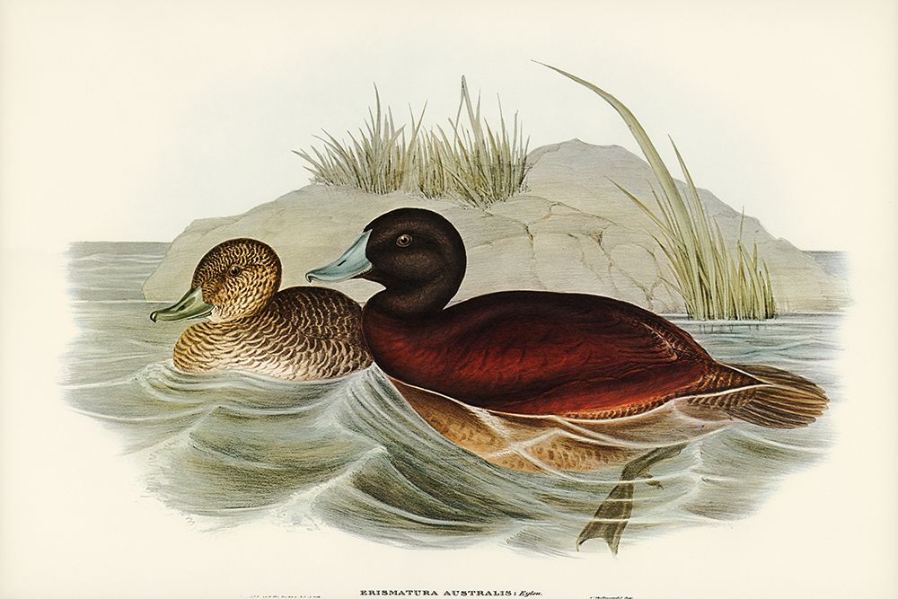Blue-billed Duck-Erismatura Australis art print by John Gould for $57.95 CAD