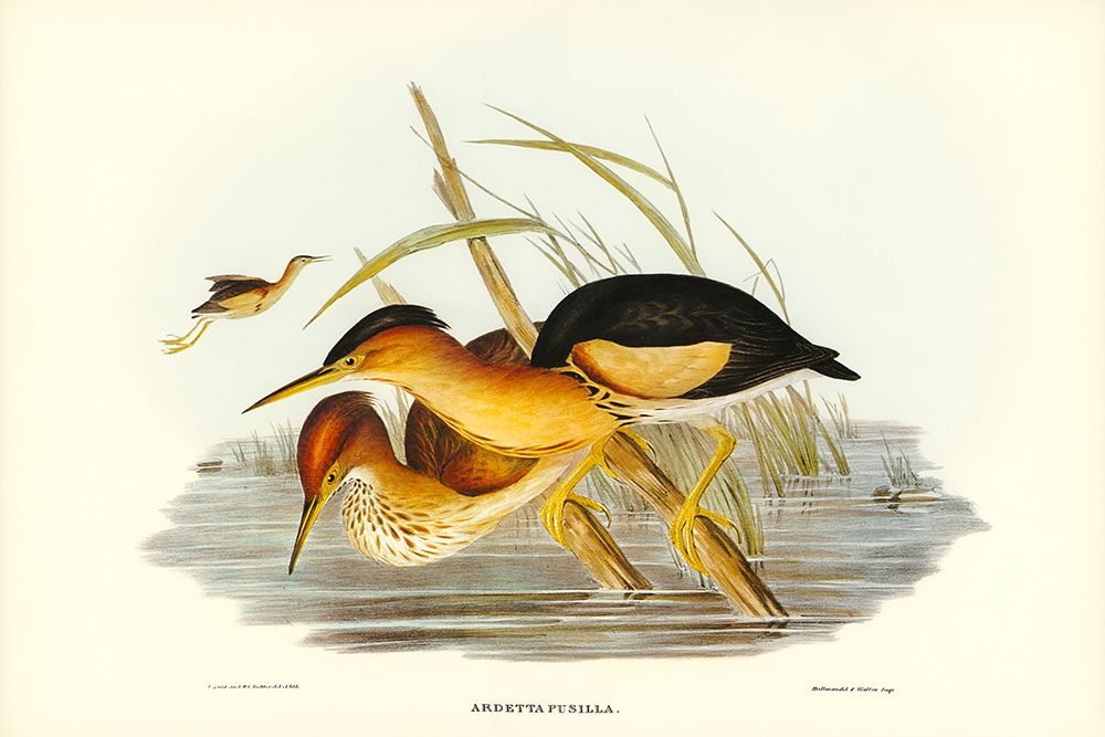 Minute Bittern-Ardetta pusilla art print by John Gould for $57.95 CAD