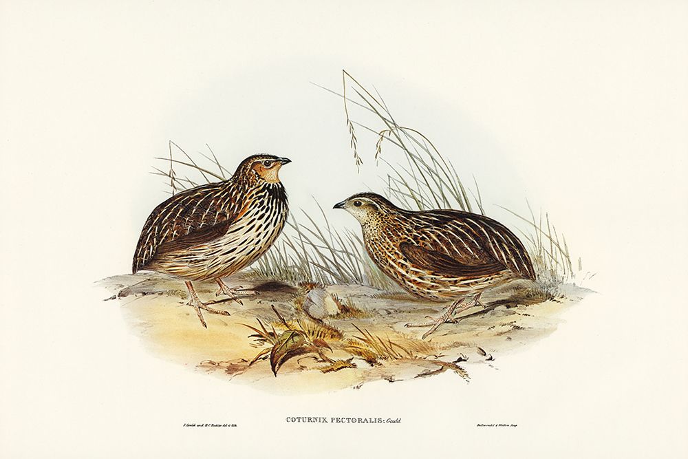 Pectoral Quail-Coturnix pectoralis art print by John Gould for $57.95 CAD