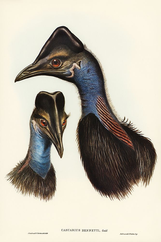 Bennetts Cassowary-Casuarius Bennetti art print by John Gould for $57.95 CAD