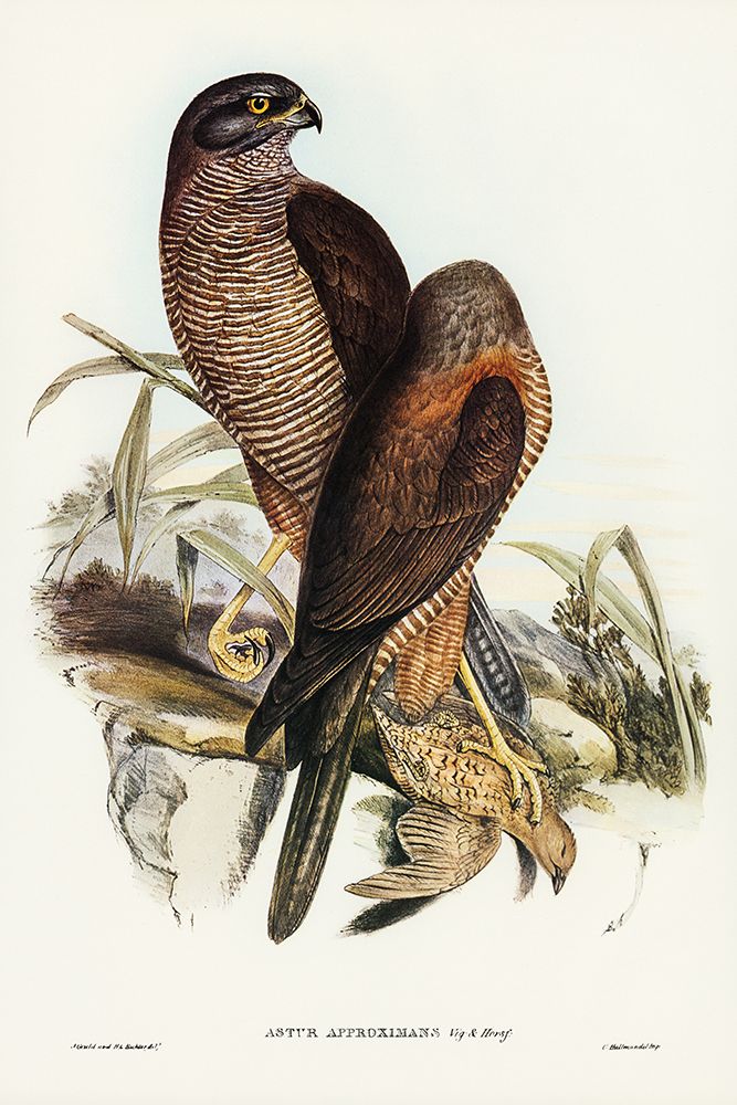 Australian Goshawk-Astur approximans art print by John Gould for $57.95 CAD