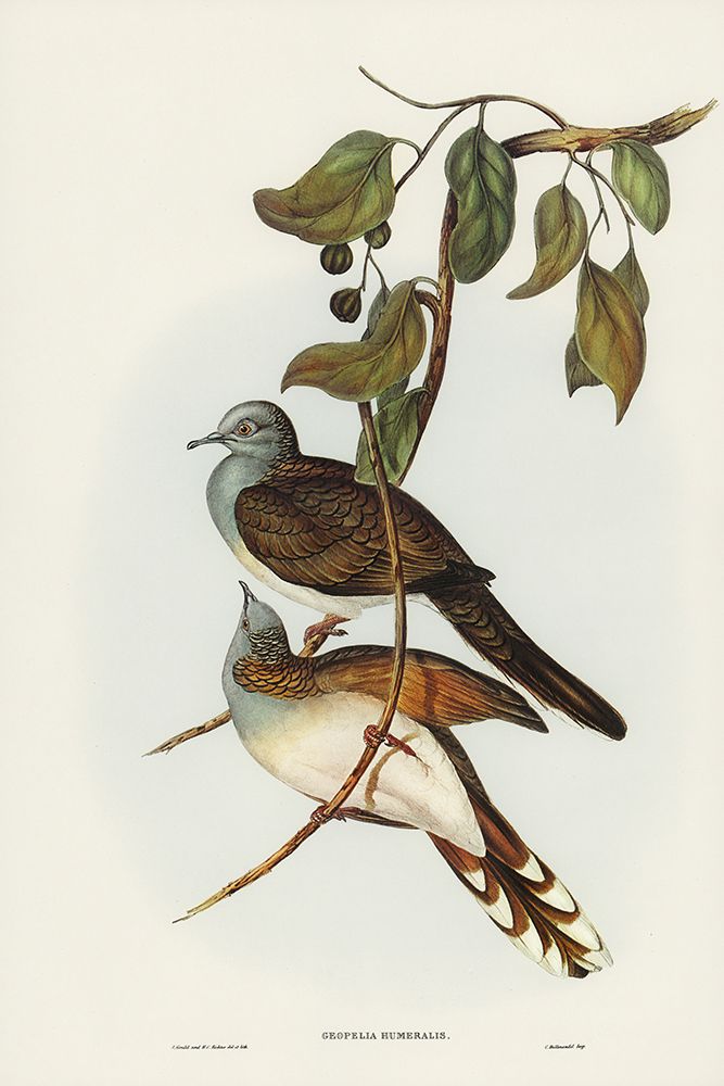 Barred-shouldered Ground Dove-Geopelia humeralis art print by John Gould for $57.95 CAD
