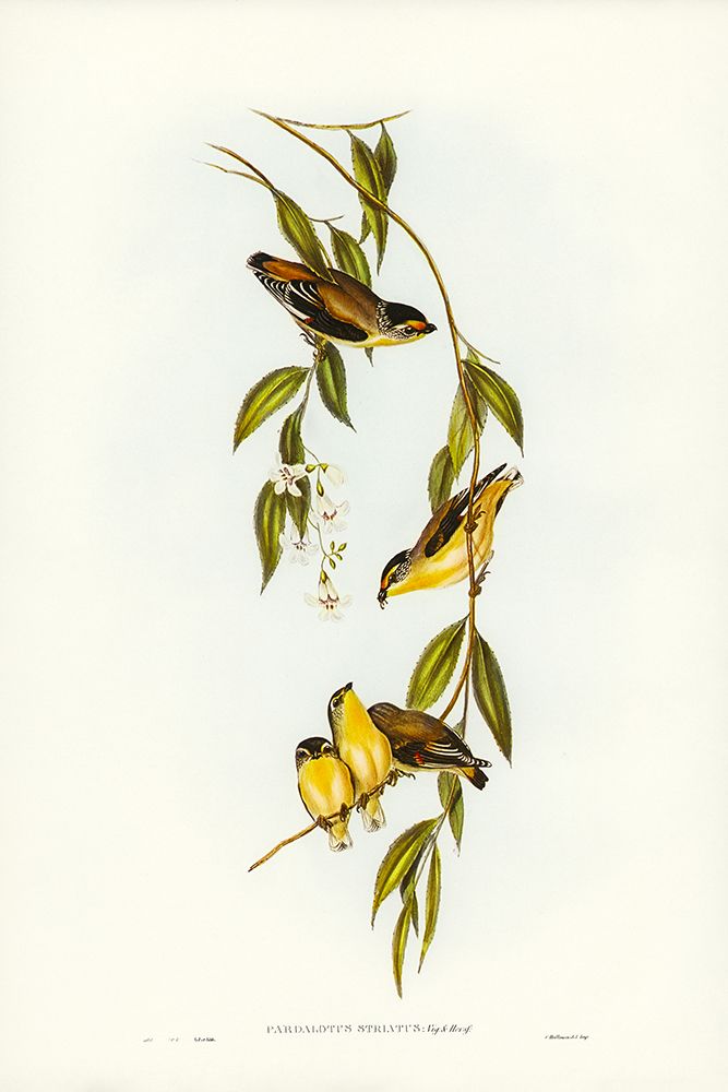 Striated Pardalote-Pardalotus striatus art print by John Gould for $57.95 CAD