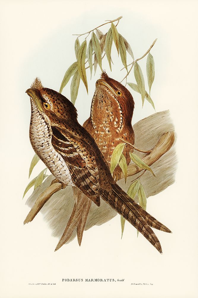 Marbled Podargus-Podargus marmoratus art print by John Gould for $57.95 CAD