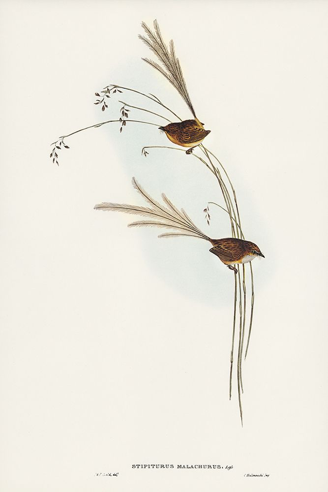 Emu Wren-tipiturus malachurus art print by John Gould for $57.95 CAD