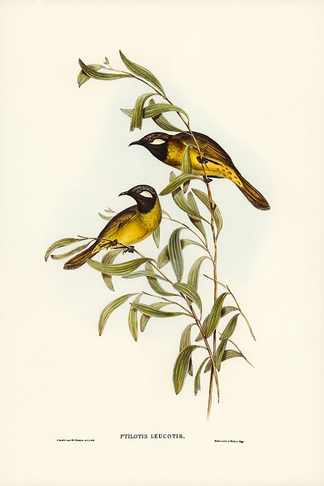 White-eared Honey-eater-Ptilotis leucotis art print by John Gould for $57.95 CAD