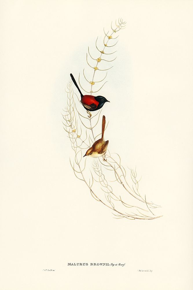 Brownâ€™s Wren-alurus Brownii art print by John Gould for $57.95 CAD