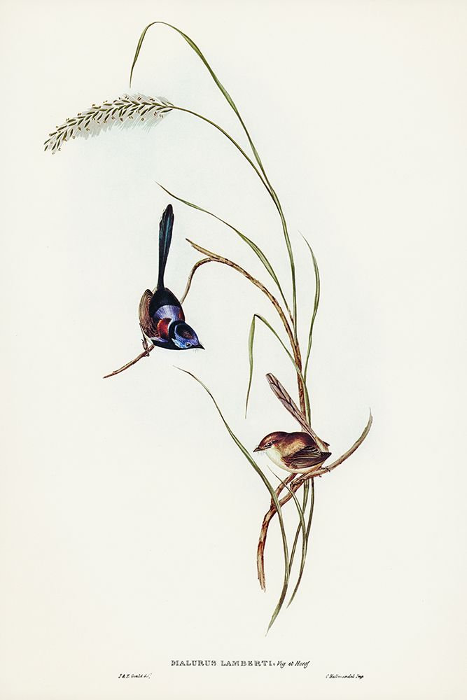 Lamberts Wren-Malurus Lamberti art print by John Gould for $57.95 CAD