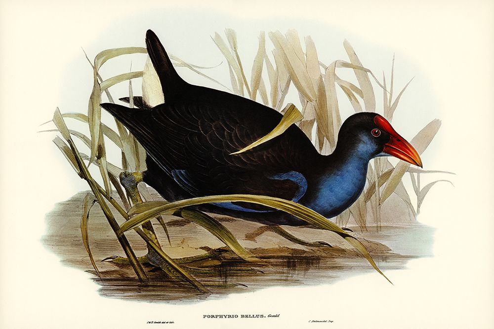 Azure-breasted Porphyrio-Porphyrio bellus art print by John Gould for $57.95 CAD