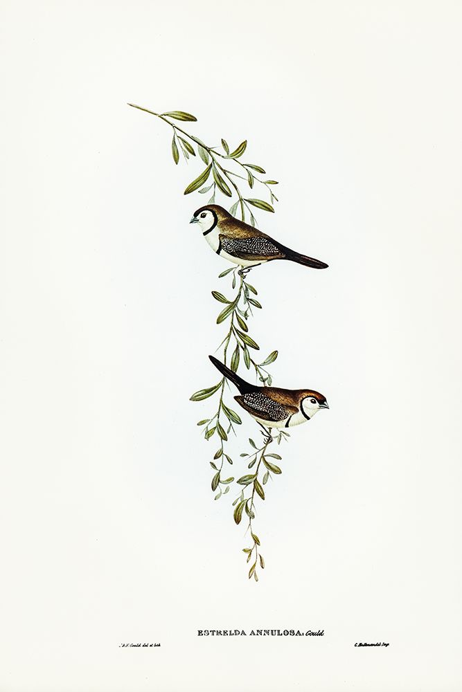 Black-rumped Finch-Estrelda annulosa art print by John Gould for $57.95 CAD