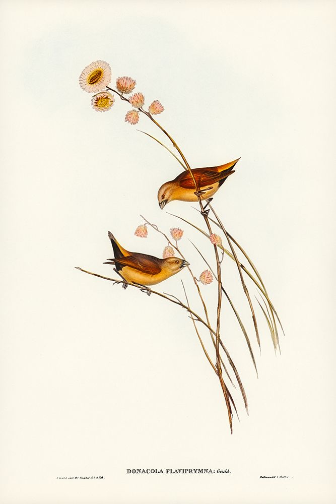 Yellow-rumped Finch-Donacola flaviprymna art print by John Gould for $57.95 CAD