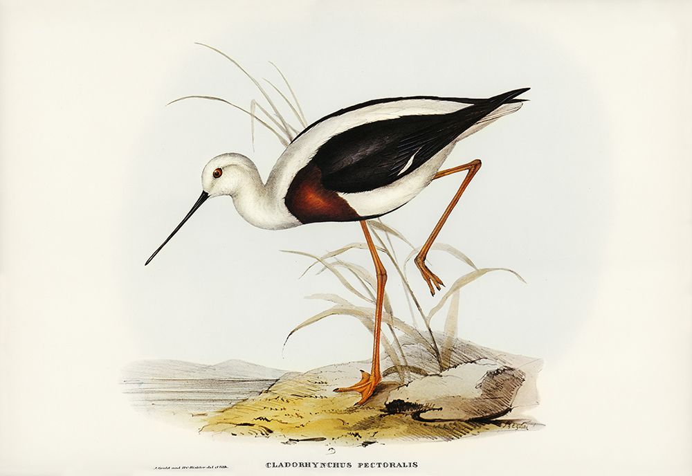 Banded Stilt-Chladorhynchus pectoralis art print by John Gould for $57.95 CAD