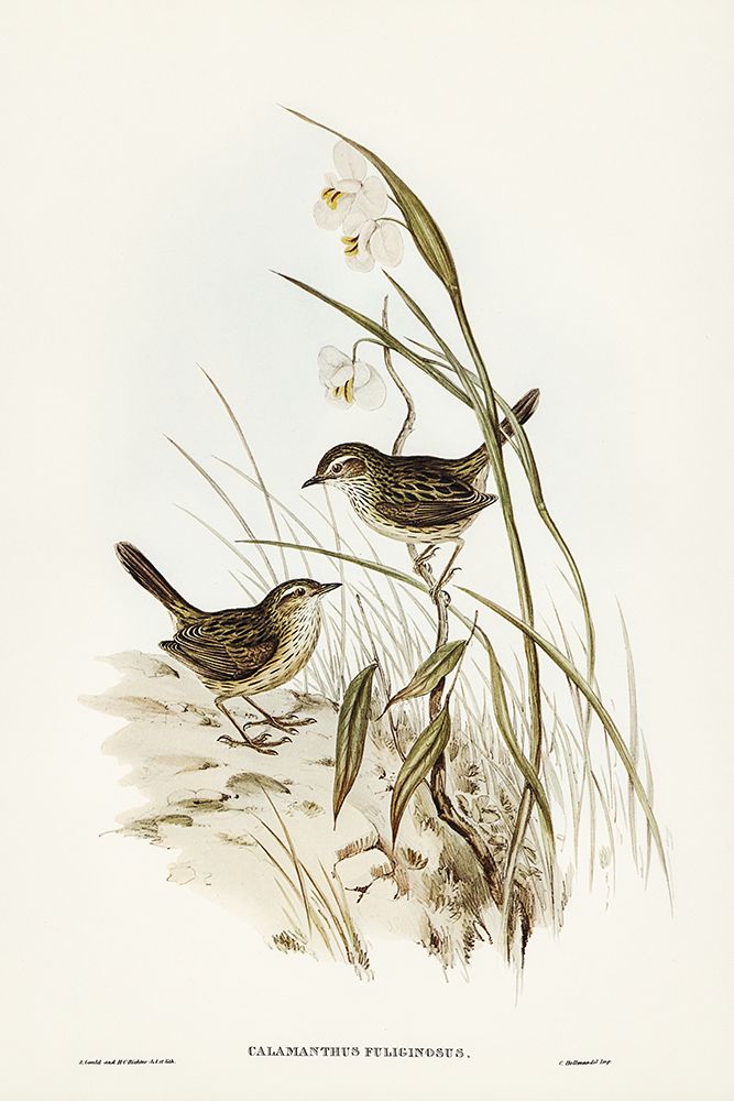 Striated Reed Lark-alamanthus fuliginosus art print by John Gould for $57.95 CAD