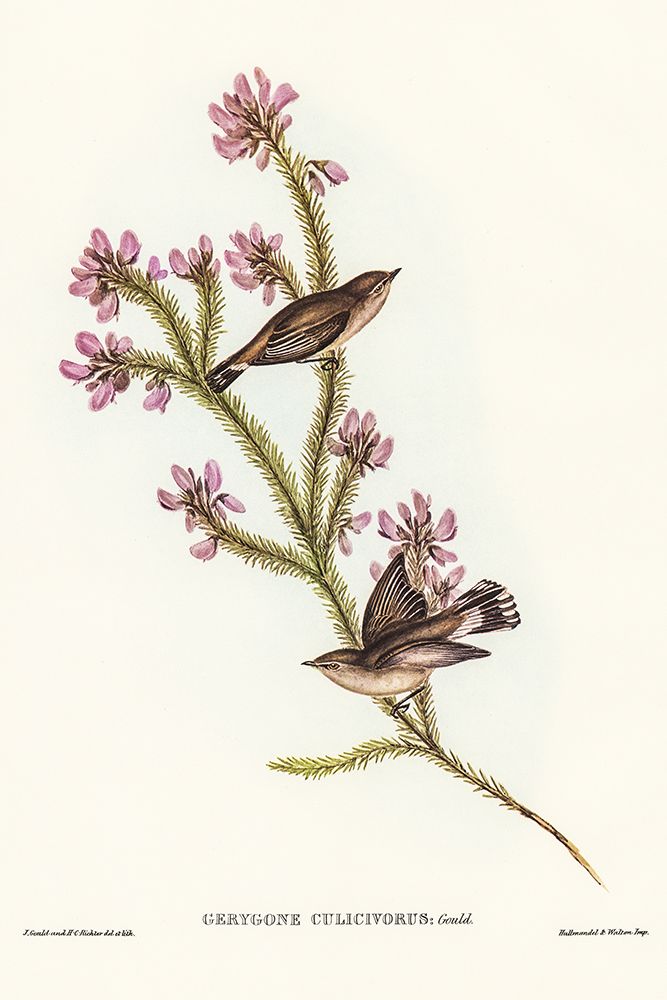 Western Gerygone-Gerygone culicivorus art print by John Gould for $57.95 CAD