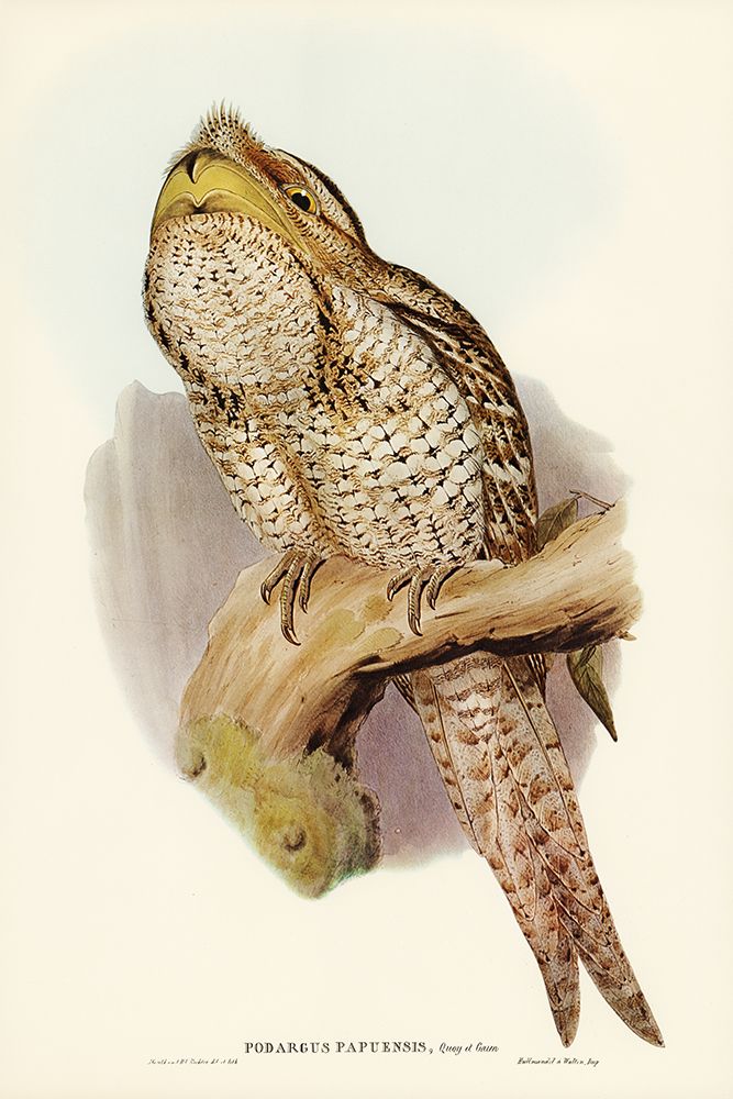 Papuan Podargus-Podargus Papuensis art print by John Gould for $57.95 CAD