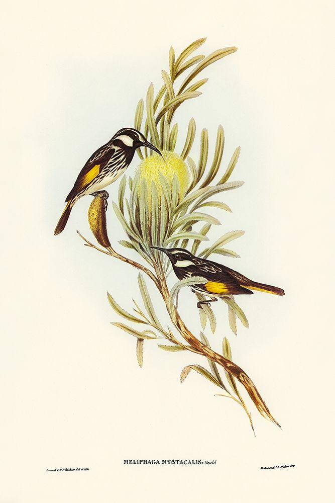 Moustached Honey-eater-Meliphaga mystacalis art print by John Gould for $57.95 CAD