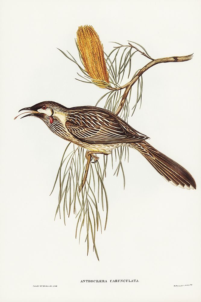 Wattled Honey-eater-Anthochaera carunculata art print by John Gould for $57.95 CAD