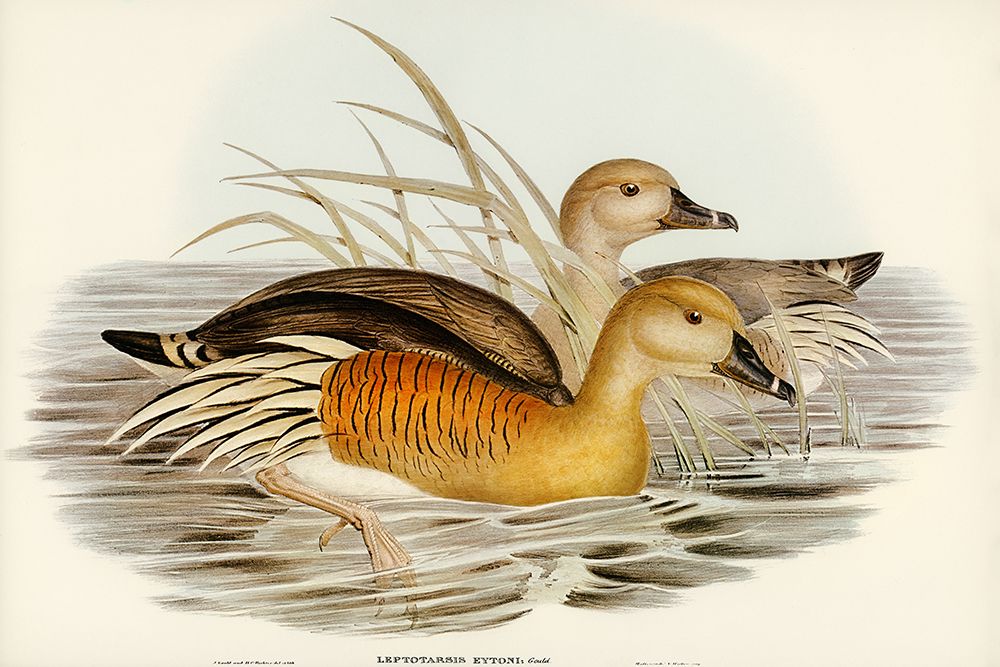 Eytons Duck-Leptotarsis Eytoni art print by John Gould for $57.95 CAD