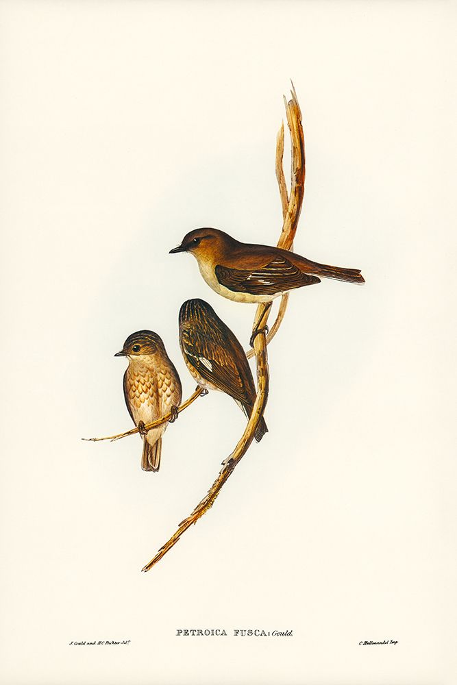 Dusky Robin-Petroica fusca art print by John Gould for $57.95 CAD