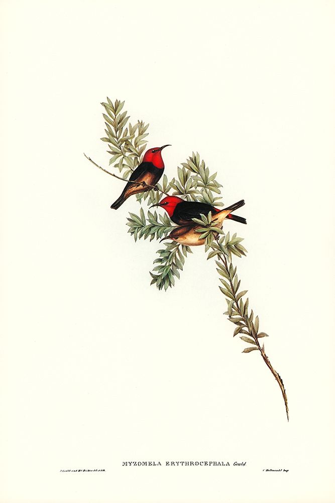 Red-headed Honey-eater-Myzomela erythrocephala art print by John Gould for $57.95 CAD