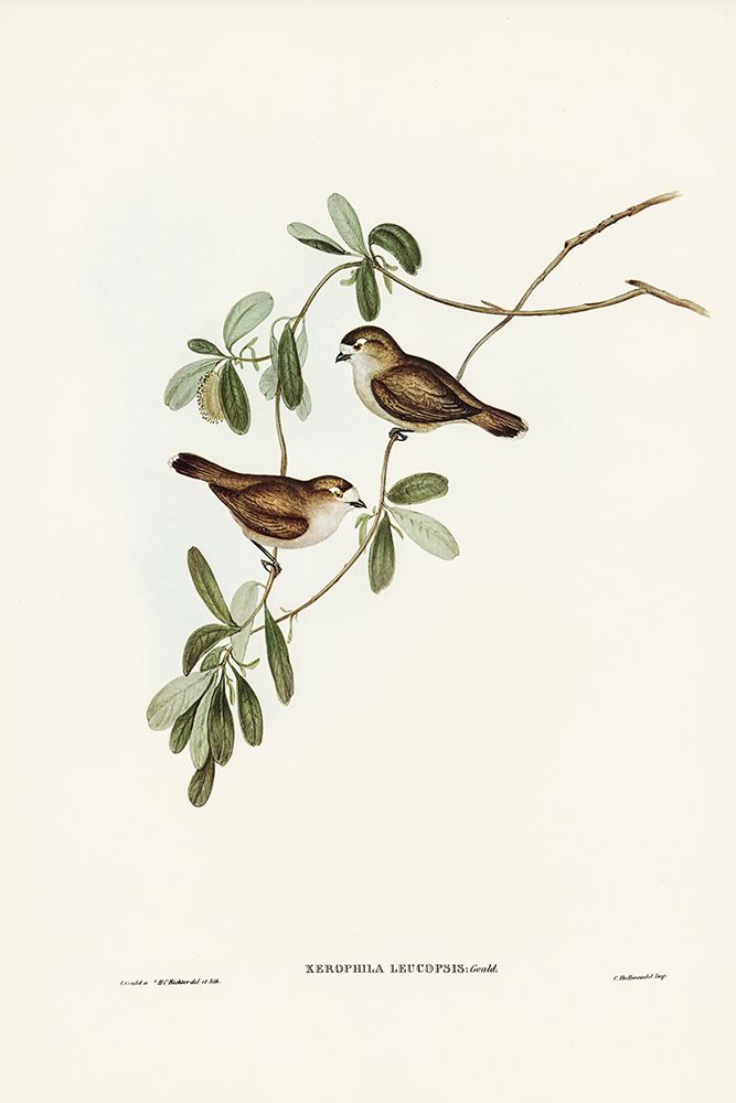 White-faced Xerophila-Xerophila leucopsis art print by John Gould for $57.95 CAD