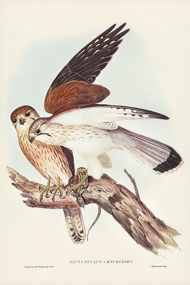 Nankeen Kestril-Tinnunculus Cencbroides art print by John Gould for $57.95 CAD