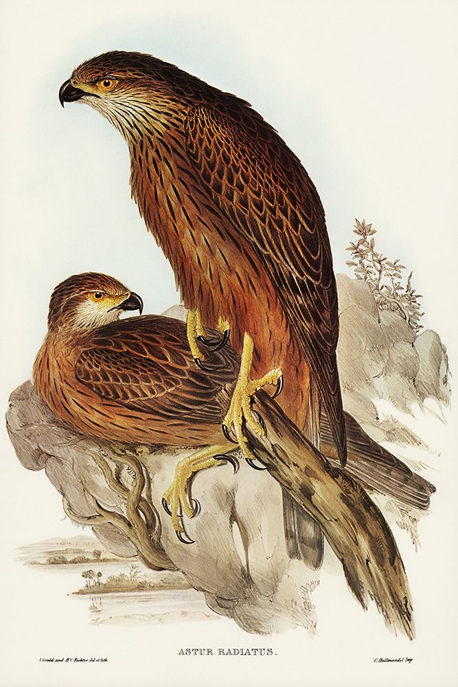 Radiated Goshawk-Astur radintus art print by John Gould for $57.95 CAD