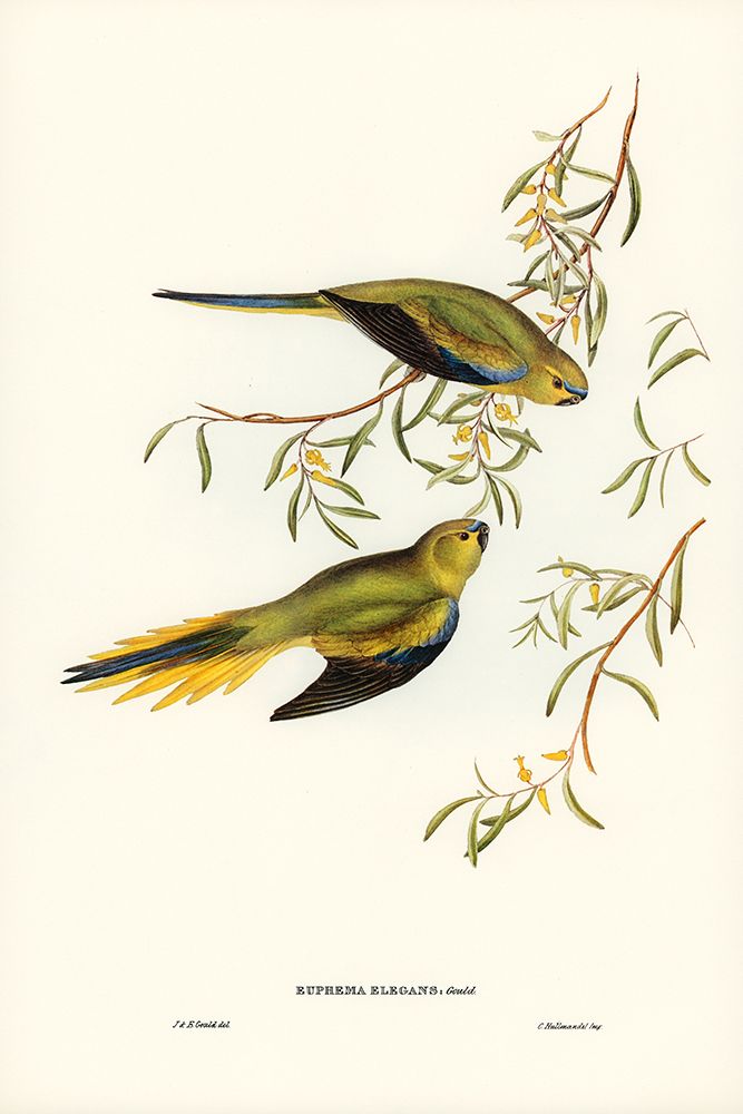 Elegant Grass-Parakeet-Euphema elegans art print by John Gould for $57.95 CAD
