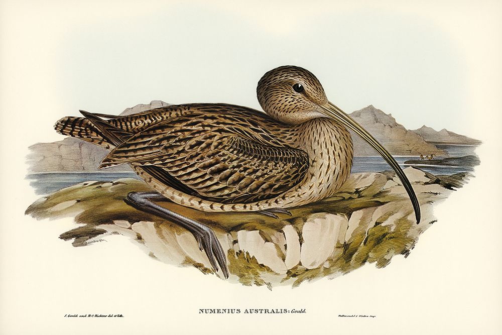 Australian Curlew-Numenius Australis art print by John Gould for $57.95 CAD