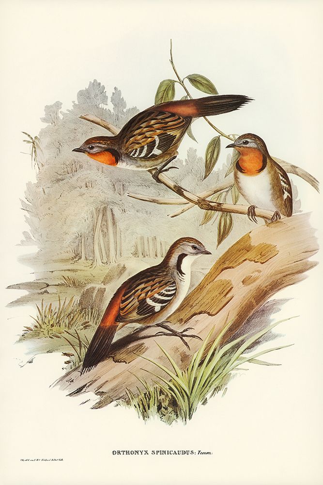 Spine-tailed Orthonyx-Orthonyx spinicaudus art print by John Gould for $57.95 CAD
