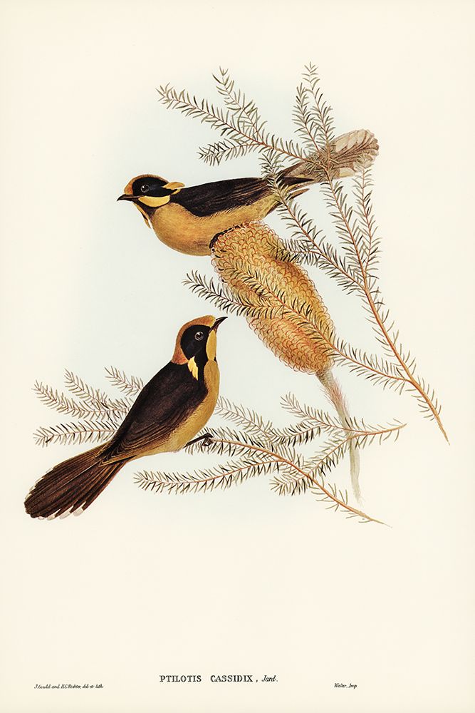 Helmeted Honey-eater-Ptilotis cassidix art print by John Gould for $57.95 CAD