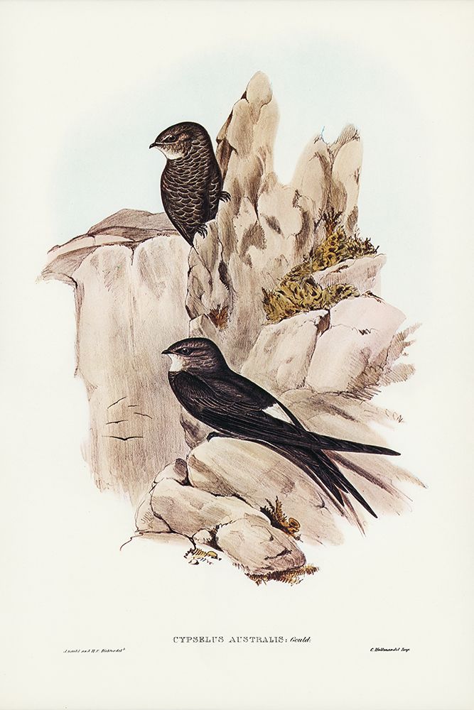 Australian Swift-Cypselus Australis art print by John Gould for $57.95 CAD