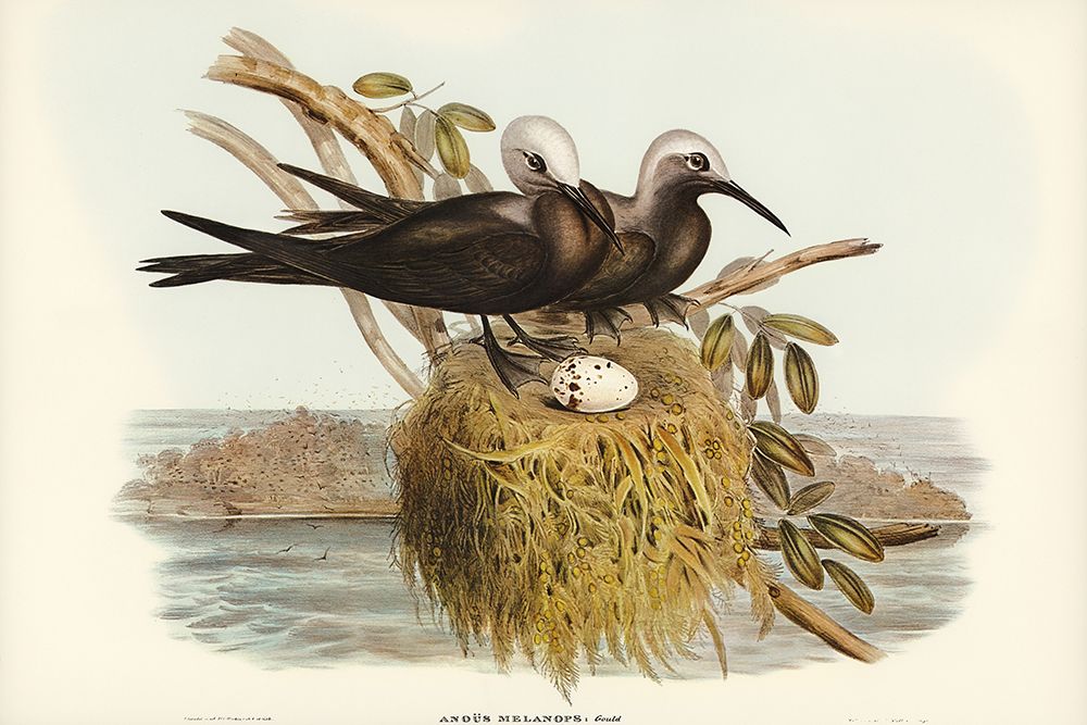 Lesser Noddy-Anous melanops art print by John Gould for $57.95 CAD