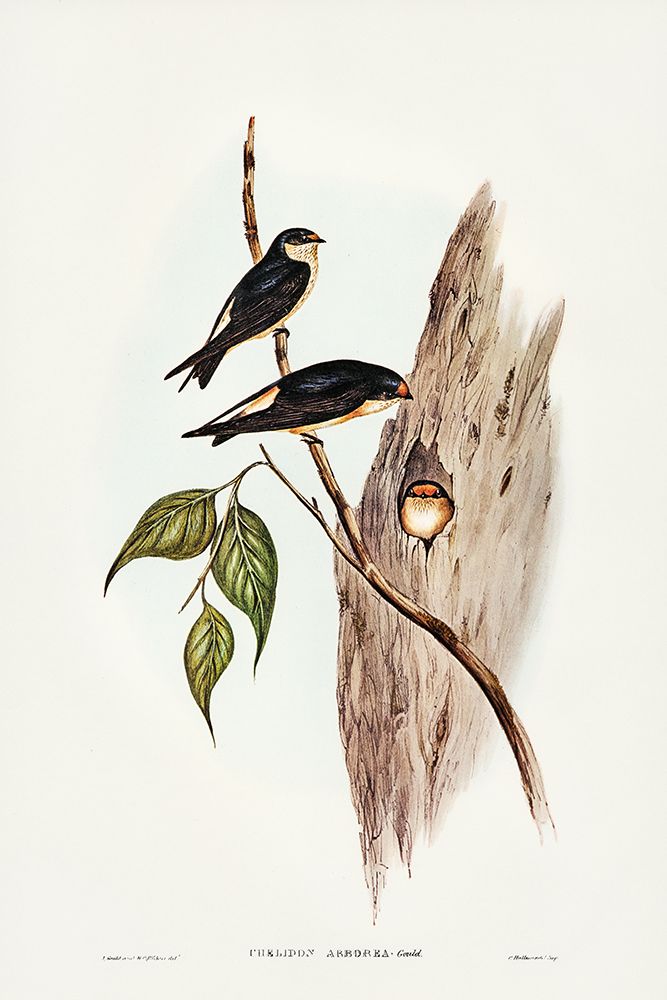 Tree Martin-Collocalia arborea art print by John Gould for $57.95 CAD