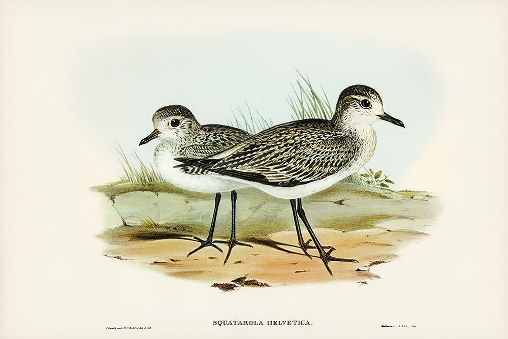 Grey Plover-Squatarola Helvetica art print by John Gould for $57.95 CAD