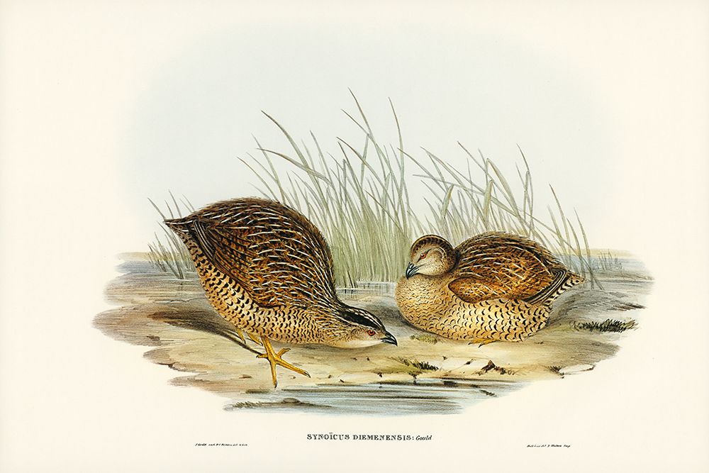 Van Diemens Land Partridge-Synoicus Diemenensis art print by John Gould for $57.95 CAD