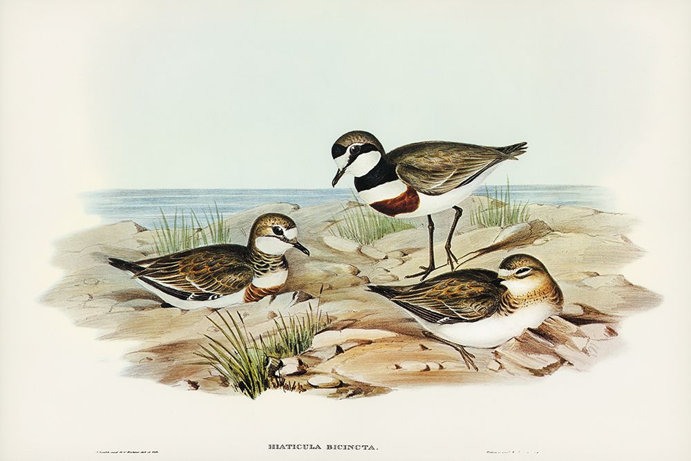 Double-banded Dottrel-Hiaticula bicincta art print by John Gould for $57.95 CAD