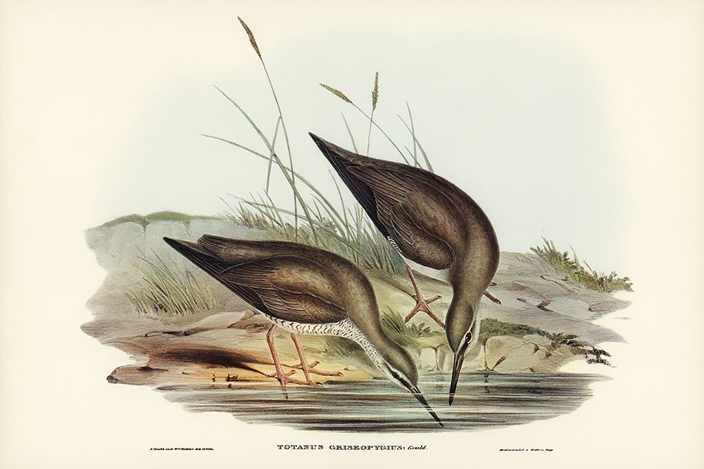 Grey-rumped Sandpaper-Totanus griseopygius art print by John Gould for $57.95 CAD