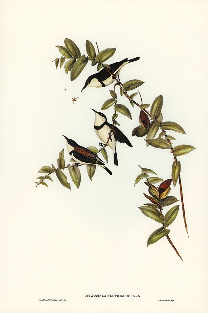 Banded Honey-eater-Myzomela pectoralis art print by John Gould for $57.95 CAD