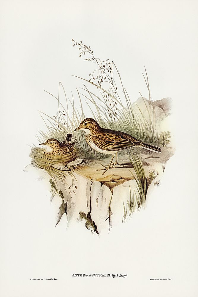 Australian Pipit-Anthus Australis art print by John Gould for $57.95 CAD