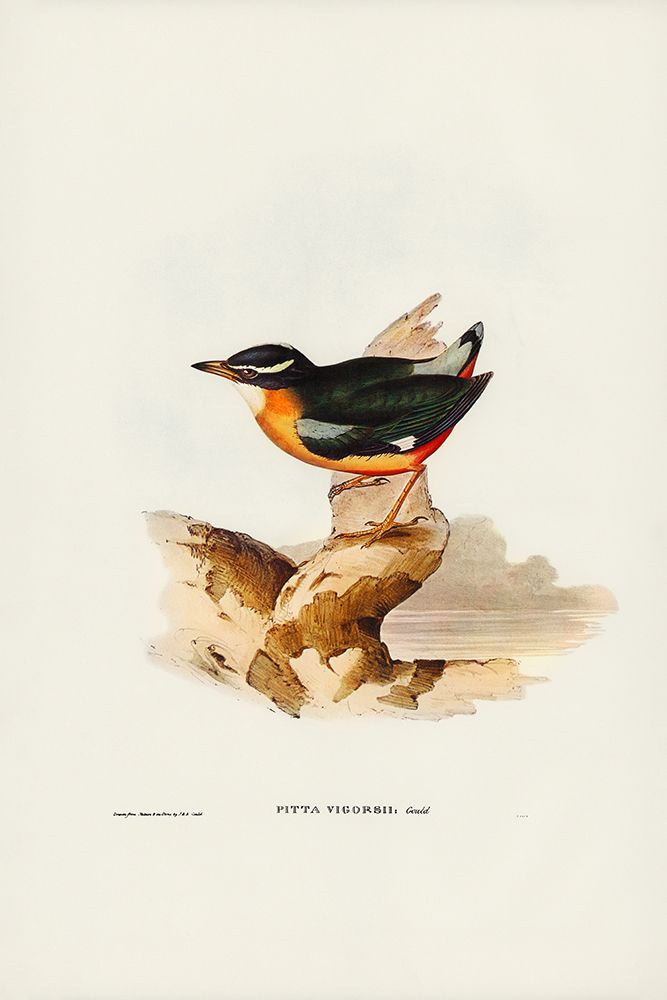 Vigors Pitta-Pitta Vigorsii art print by John Gould for $57.95 CAD