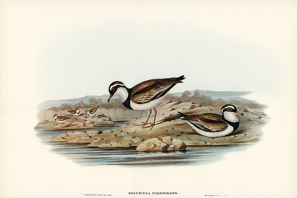 Black-fronted Dottrel-Hiaticula nigrifrons art print by John Gould for $57.95 CAD
