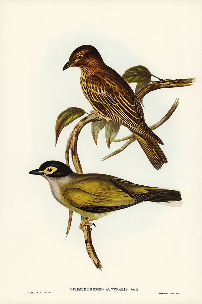 Australian Sphecotheres-Sphecotheres Australis art print by John Gould for $57.95 CAD