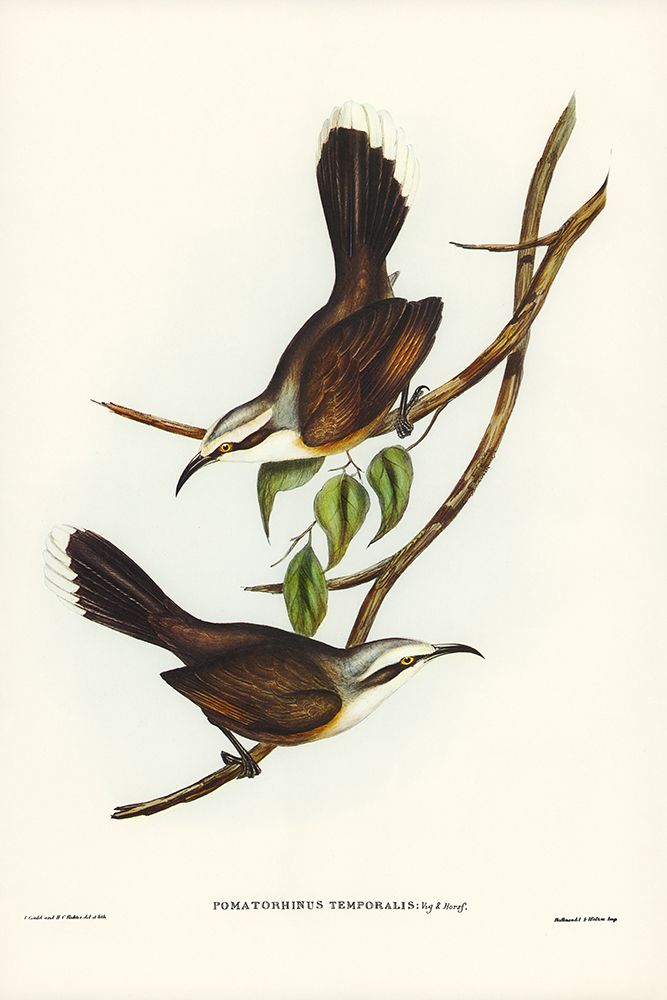 Temporal Pomatorhinus-Pomatorhinus temporalis art print by John Gould for $57.95 CAD