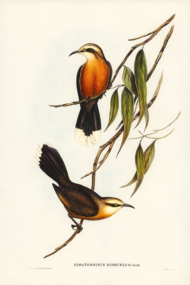 Red-breasted Pomatorhinus-Pomatorhinus rubeculus art print by John Gould for $57.95 CAD
