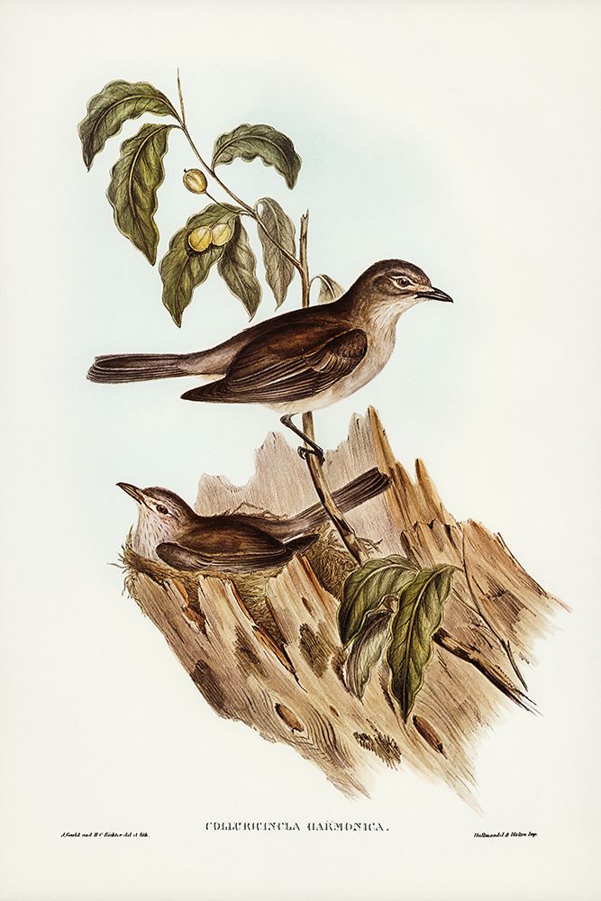 Harmonious Colluricincla-Colluricincla harmonica art print by John Gould for $57.95 CAD