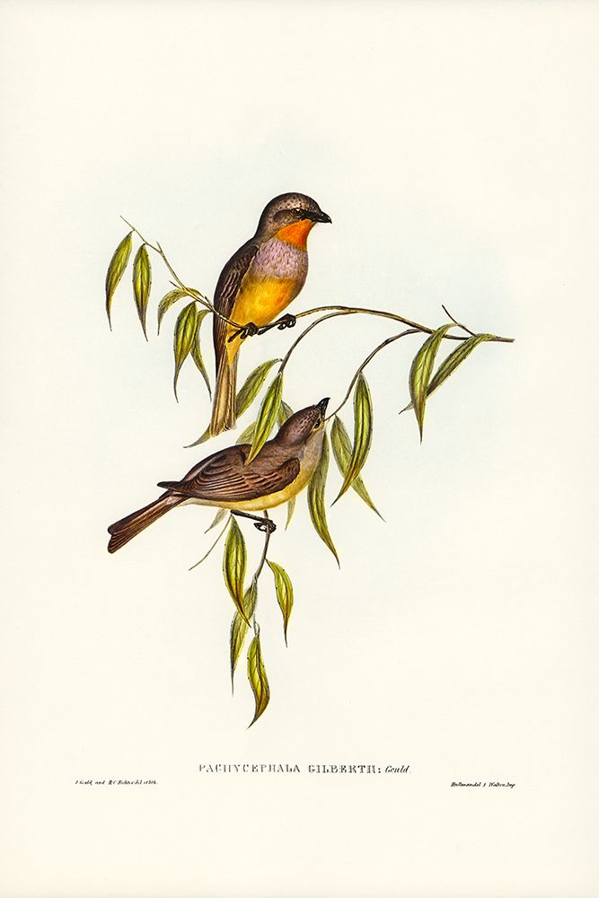 Gilbertâ€™s Pachycephala-Pachycephala Gilbertii art print by John Gould for $57.95 CAD