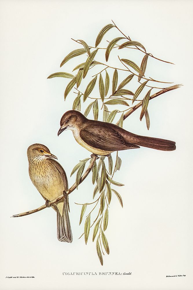 Brown Colluricincla-Colluricincla brunnea art print by John Gould for $57.95 CAD