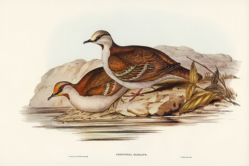 Brush Bronze-winged Pigeon-Peristera elegans art print by John Gould for $57.95 CAD